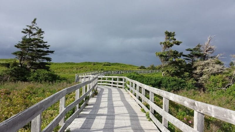Route sillonnant au travers des marécages