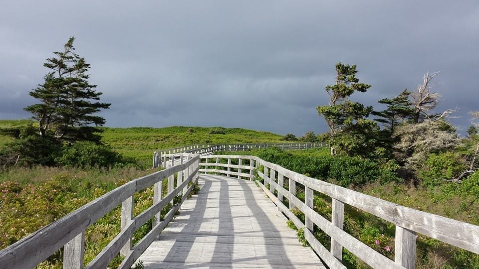Route sillonnant au travers des marécages
